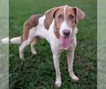 BEETHOVEN - Male American Foxhound-Unknown Mix Dog for Adoption - Small photo