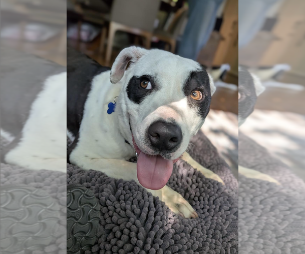 Medium Photo #3 Pointer-Unknown Mix Puppy For Sale in Rockville, MD, USA