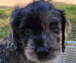 Small Photo #2 Doodle-Goldendoodle Mix Puppy For Sale in WACO, TX, USA