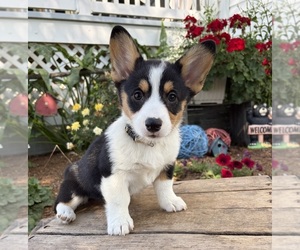 Pembroke Welsh Corgi Puppy for sale in MIDDLEBURY, IN, USA