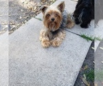 Small Photo #1 Yorkshire Terrier Puppy For Sale in SCHERTZ, TX, USA