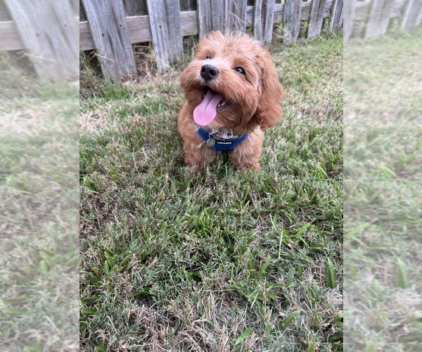 Medium Photo #6 Cavapoochon (Miniature) Puppy For Sale in GROVETOWN, GA, USA