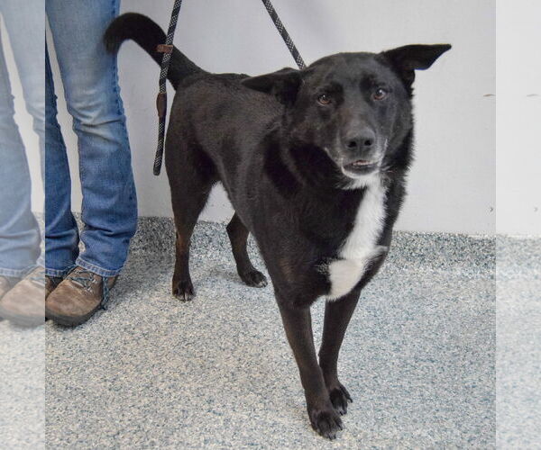 Medium Photo #3 Gerberian Shepsky Puppy For Sale in Huntley, IL, USA