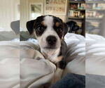 Small American Pit Bull Terrier Mix