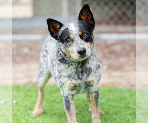 Medium Photo #2 Mutt Puppy For Sale in Camarillo, CA, USA