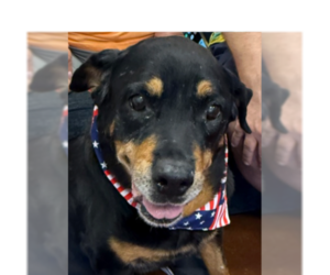 Lillie - Female Rottweiler Dog for Adoption - Photo #4