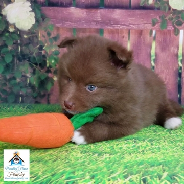 Medium Photo #4 Pomeranian-Pomsky Mix Puppy For Sale in ANDOVER, MN, USA