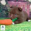 Small Photo #4 Pomeranian-Pomsky Mix Puppy For Sale in ANDOVER, MN, USA