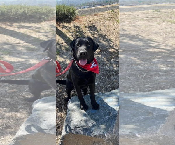 Medium Photo #2 Labrador Retriever-Unknown Mix Puppy For Sale in San Diego, CA, USA
