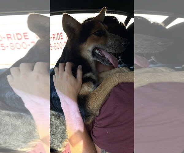 Medium Photo #2 Unknown-Welsh Corgi Mix Puppy For Sale in Oakhurst, NJ, USA