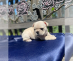 Small Photo #12 French Bulldog Puppy For Sale in SIOUX FALLS, SD, USA