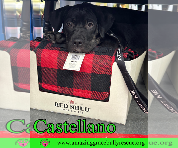 Medium Photo #13 Rottweiler-American Pit Bull Terrier Puppy For Sale in Milton, FL, USA