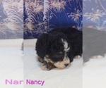 Small #4 Australian Shepherd-Poodle (Toy) Mix