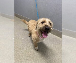Mutt Dogs for adoption in Las Vegas, NV, USA