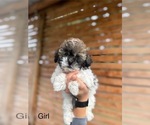 Image preview for Ad Listing. Nickname: ShihPoo Female