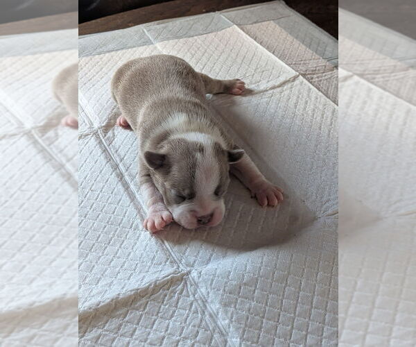 Medium Photo #2 Boston Terrier Puppy For Sale in GONIC, NH, USA