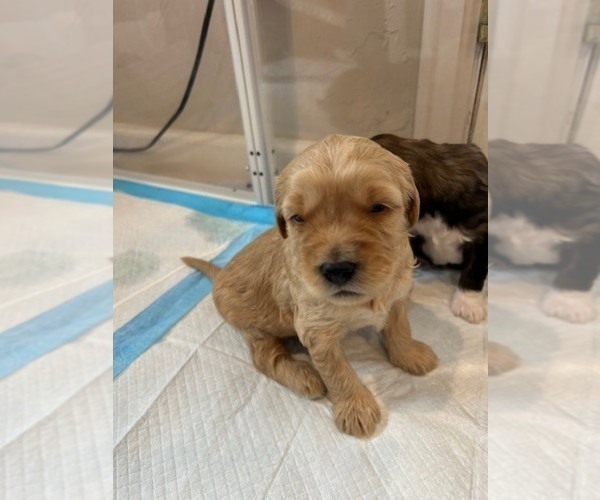 Medium Photo #3 Bernedoodle (Miniature) Puppy For Sale in HENDERSON, CO, USA