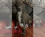 Small American Pit Bull Terrier Mix
