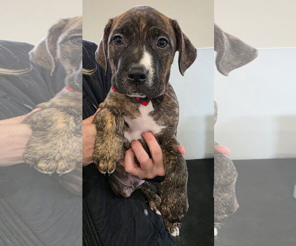 Medium Photo #1 Mutt Puppy For Sale in Clarkston, MI, USA