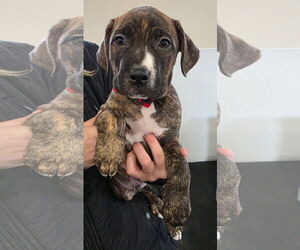 Mutt Dogs for adoption in Clarkston, MI, USA