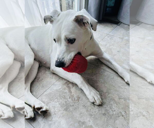 Medium Photo #5 Labrador Retriever-Unknown Mix Puppy For Sale in Germantown, OH, USA