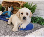 Small #6 Labrador Retriever