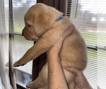 Small Photo #3 Labrador Retriever Puppy For Sale in ELIZABETH, WV, USA