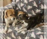 Small #3 Beagle
