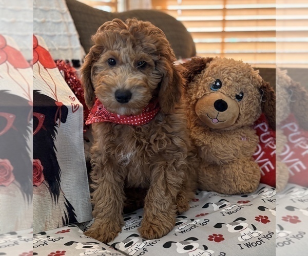 Medium Photo #2 Goldendoodle (Miniature) Puppy For Sale in SAINT MARYS, KS, USA