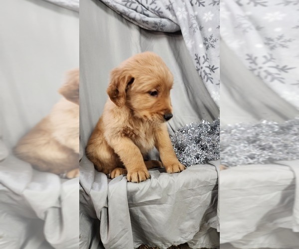 Medium Photo #37 Golden Retriever Puppy For Sale in GREENWOOD, WI, USA