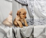 Small #2 Golden Retriever