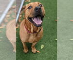 Small #26 Chinese Shar-Pei-Labrador Retriever Mix