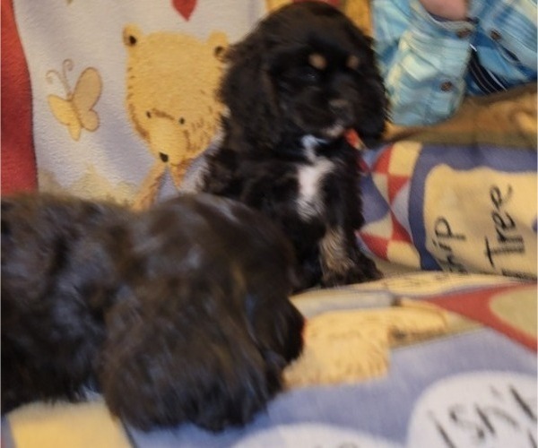 Medium Photo #4 Cocker Spaniel Puppy For Sale in WITHEE, WI, USA