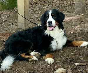Father of the Bernese Mountain Dog puppies born on 11/07/2022