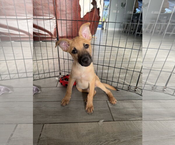 Medium Photo #8 Mutt Puppy For Sale in Naples, FL, USA