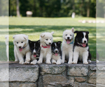 Small #1 Samoyed-Siberian Husky Mix