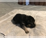 Small Photo #5 German Shepherd Dog Puppy For Sale in LEAD HILL, AR, USA