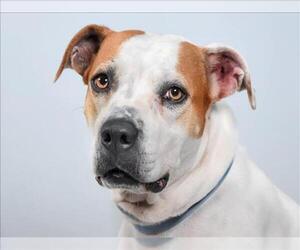 Boxer-Unknown Mix Dogs for adoption in Fort Collins, CO, USA