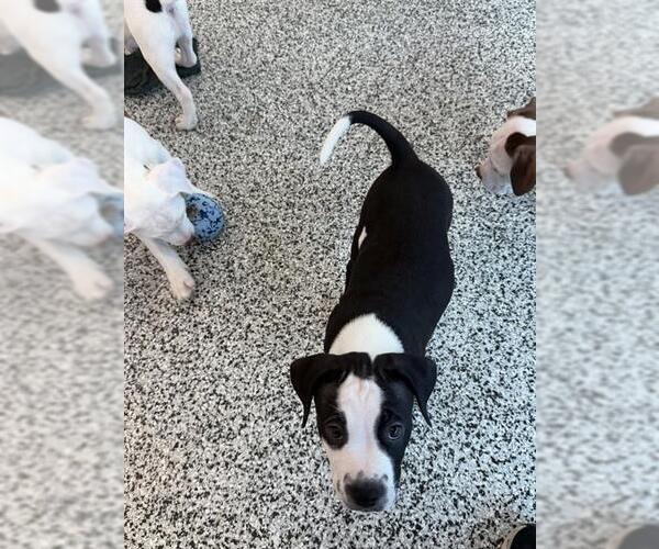 Medium Photo #1 American Bulldog Puppy For Sale in Vaughan, Ontario, Canada