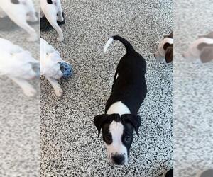 American Bulldog Dogs for adoption in Vaughan, Ontario, Canada