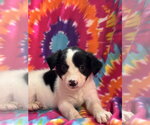 Small #2 Mutt