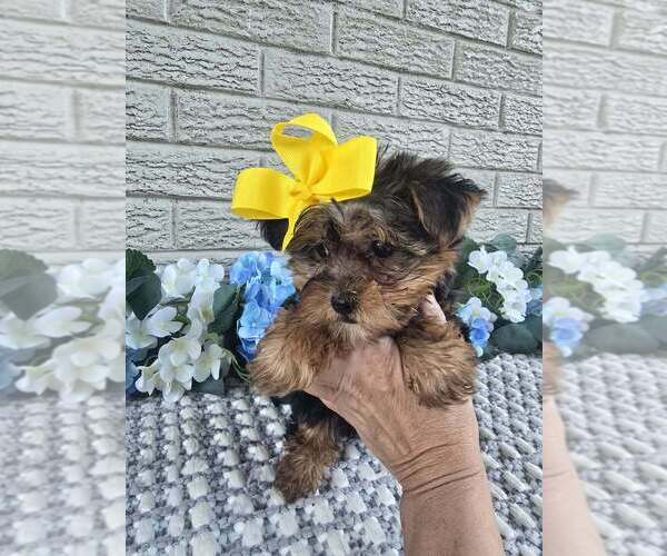 Medium Photo #6 Yorkshire Terrier Puppy For Sale in INDIANAPOLIS, IN, USA