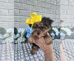 Small #5 Yorkshire Terrier