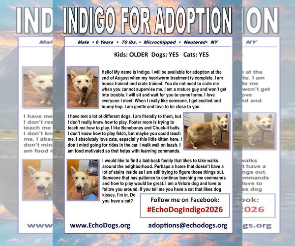 Medium Photo #2 - Mix Puppy For Sale in Hoffman Estates, IL, USA