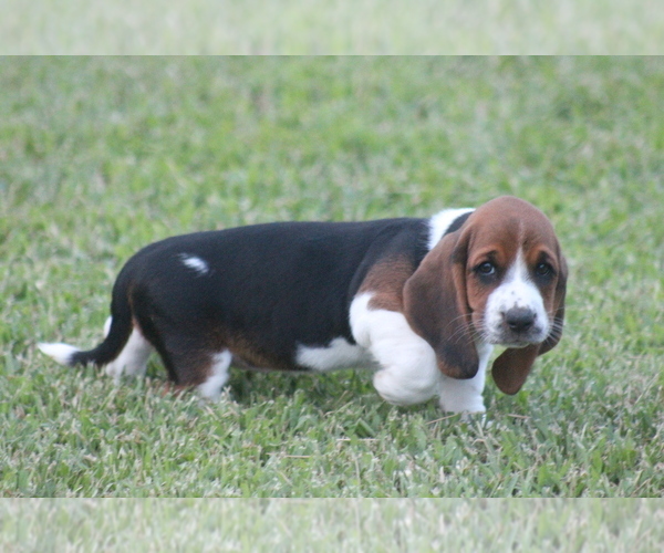 Medium Photo #59 Basset Hound Puppy For Sale in MEMPHIS, MO, USA