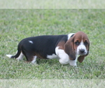 Small Photo #59 Basset Hound Puppy For Sale in MEMPHIS, MO, USA