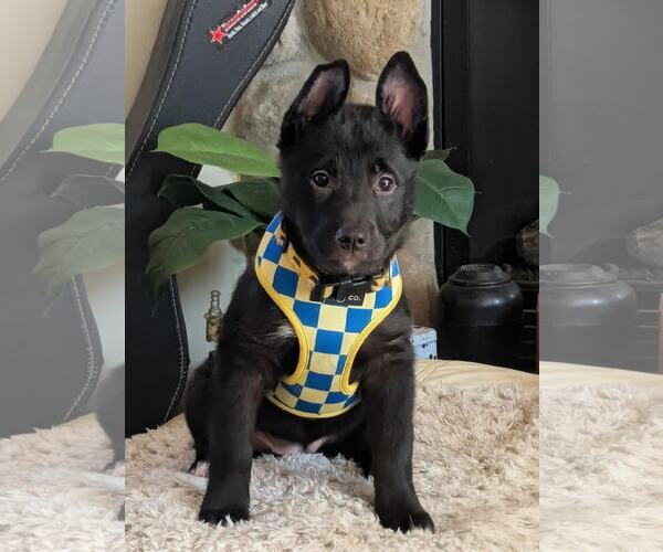 Medium Photo #5 Gerberian Shepsky Puppy For Sale in Princeton, MN, USA