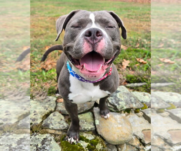 Medium Photo #5 American Pit Bull Terrier Puppy For Sale in Westminster, MA, USA