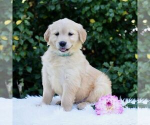 Golden Retriever Puppy for sale in NEWPORT, PA, USA