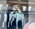 Small #1 German Shorthaired Pointer